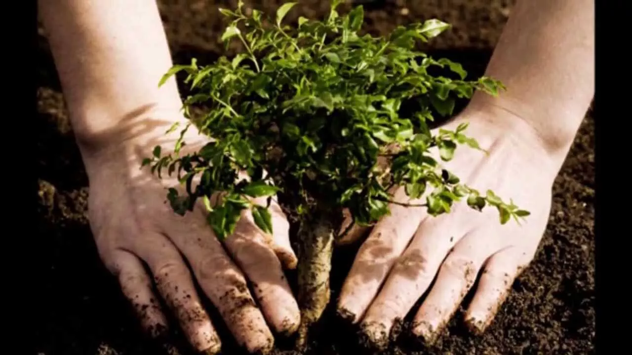 Plant at least 10 Trees A Requirement to Graduate - New Filipino Law Bill that requires students to plant at least 10 trees to graduate, signed into law