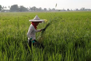 Rice Farmers to be given cash assistance by DA