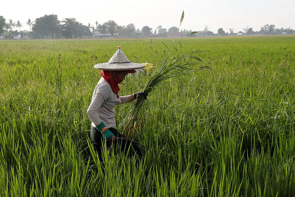 Rice Farmers to be given cash assistance by DA 