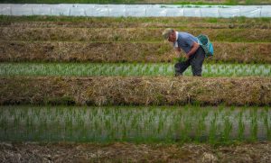 Japan Hiring Farmers