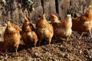 UK Hiring Chicken Farmers