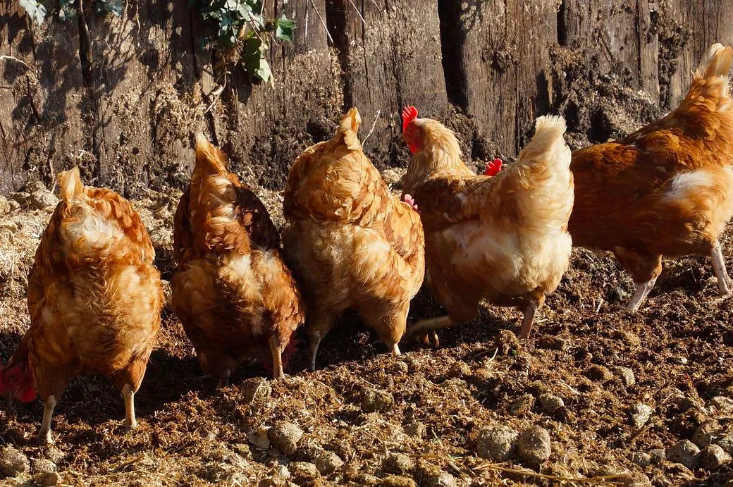 United Kingdom is looking for 50 Chicken Farmers UK Hiring Chicken Farmers
