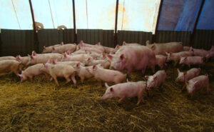 Finland Pig Farm